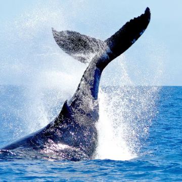 斯里兰卡14日13晚私家团