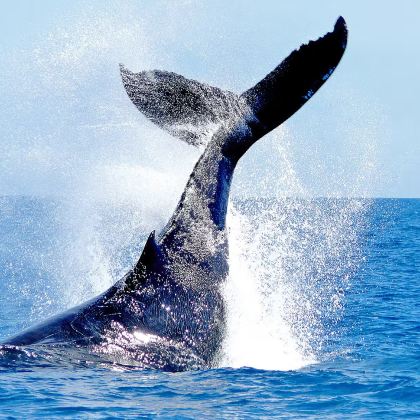 斯里兰卡14日13晚私家团