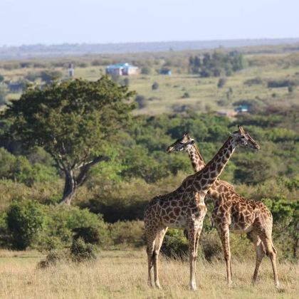 肯尼亚+坦桑尼亚13日12晚跟团游