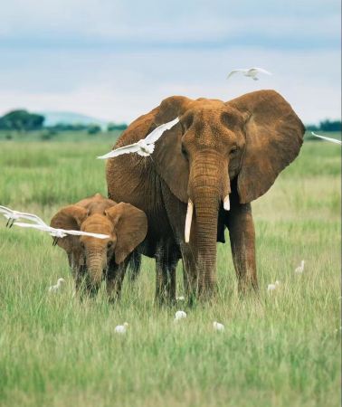 4D3N • Maasai Mara National Reserve in Kenya + Lake Nakuru