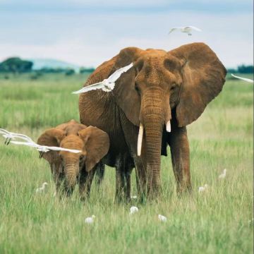 肯尼亚马赛马拉国家保护区+奈瓦沙+安博塞利+内罗毕+纳库鲁9日7晚私家团