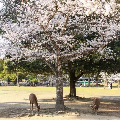 日本奈良市6日5晚私家团