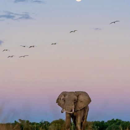 肯尼亚+坦桑尼亚13日跟团游