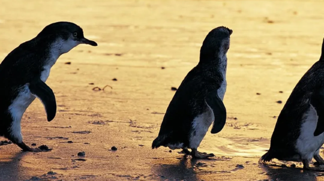 澳大利亞維多利亞大洋路步道+菲利普島4日3晚跟團遊·大洋路+蒸汽火車+企鵝島+古風小鎮+當地直營中文服務含接機