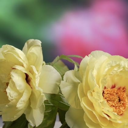 河南洛阳+老君山景区+龙门石窟+白马寺+少林寺4日3晚私家团