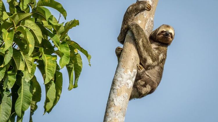 3-Day Taste of the Amazon Jungle 3D-2N-A Amazon Tapiri Floating Lodge
