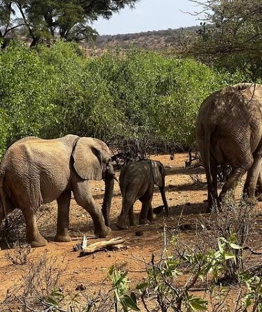 2D1N • 2 days Amboseli national park safari