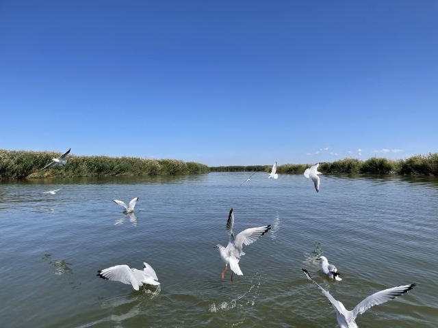 乌梁素海生态旅游景区(暂停开放)旅行图片 3