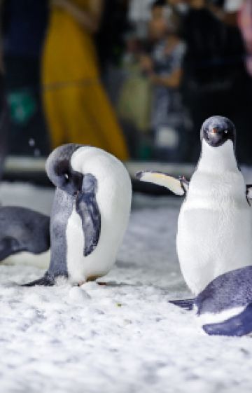 广州+珠海+长隆野生动物世界+珠海长隆海洋王国5日4晚跟团游图片