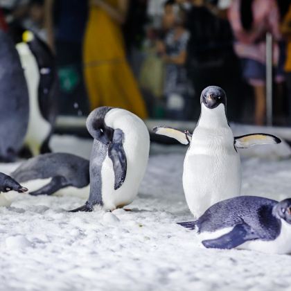 广州+珠海+长隆野生动物世界+珠海长隆海洋王国5日4晚跟团游