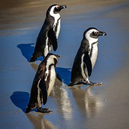 南非6日5晚私家团