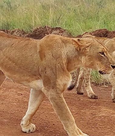 2D1N • 2-Day Maasai Mara National Reserve Safari from Nairobi