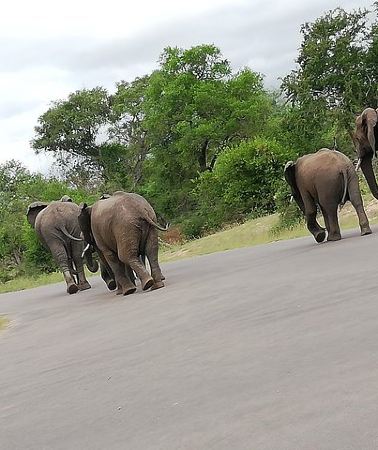 2D1N • Kruger National Park 2 Days 1 Night Magical Safari from Johannesburg Private