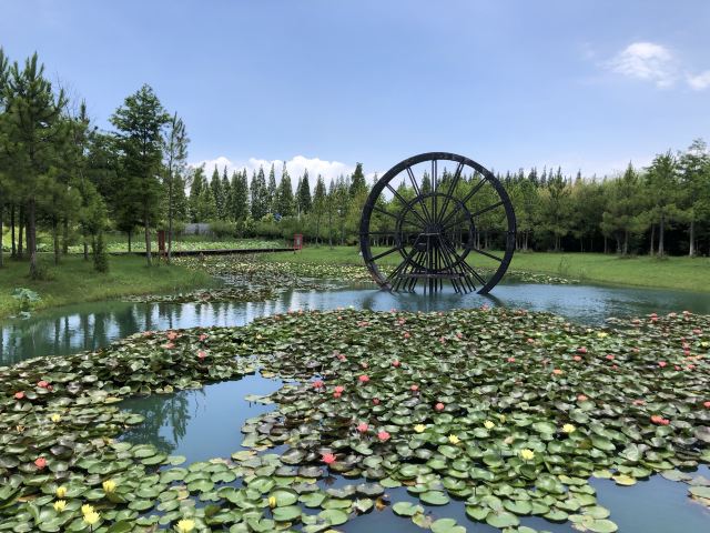 上海崇明荷花博览园旅行图片 5