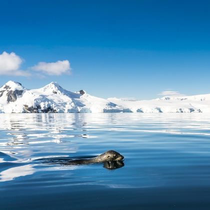 南极洲+南设得兰群岛+阿根廷18日跟团游