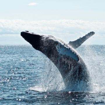 新西兰10日8晚拼小团
