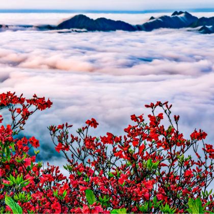 永州+柳子庙+柳宗元文化旅游区+永州武庙+萍洲书院+阳明山国家森林公园+泷泊国际慢城花千谷4日3晚私家团