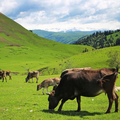 新疆乌鲁木齐+喀纳斯景区+禾木风景区+赛里木湖+喀什古城+库尔德宁景区+那拉提旅游风景区16日15晚跟团游