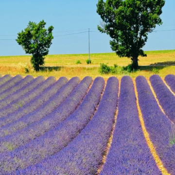 法国马赛+普罗旺斯+阿维尼翁6日5晚拼小团