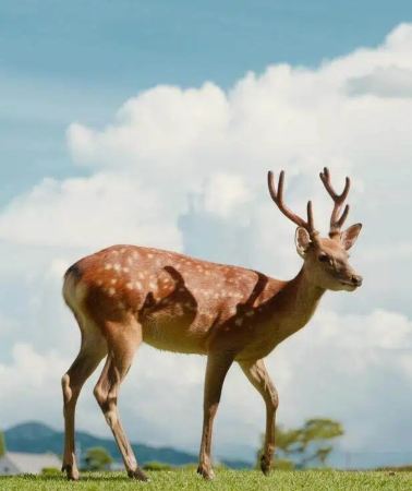 7D6N • Kansai highlights - Kyoto temples + Nara Deer Park + Arima Onsen + Himeji Castle + Osaka