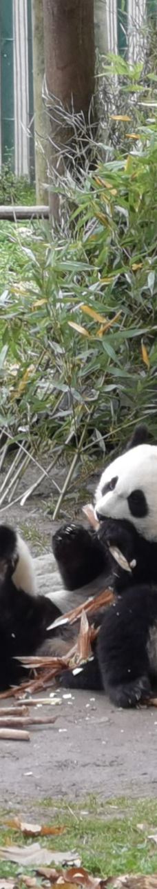 卧龙中华大熊猫苑神树坪基地-汶川