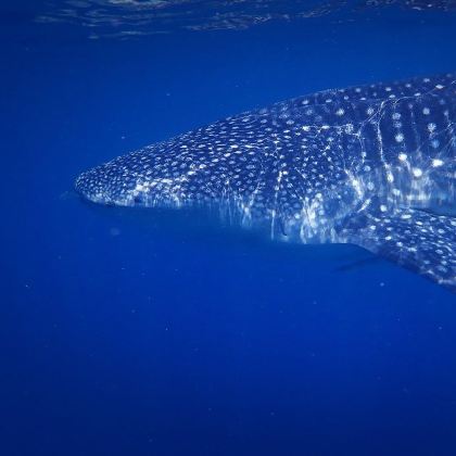 菲律宾宿务+薄荷岛+锡基霍尔7日6晚私家团