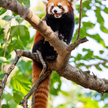 成都+九寨沟+峨眉山+乐山大佛+都江堰6日5晚私家团