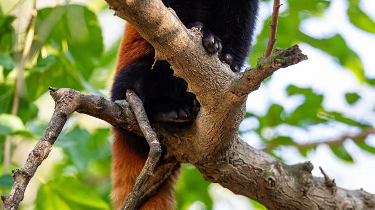 5D4N · Private Tours · Chengdu Panda & 4 UNESCO Heritage Trip: Jiuzhaigou, Huanglong, Leshan Giant Buddha, Mount Emei - high-speed rail, hotels, full tickets included