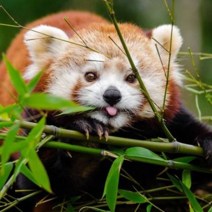 西双版纳+普洱6日5晚私家团