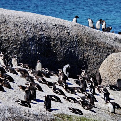 南非+克鲁格国家公园+花园大道12日9晚跟团游