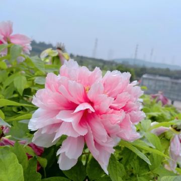 河南郑州+开封+洛阳+老君山景区5日4晚私家团