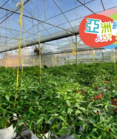 5日4晚 • 汶萊5天團 · 亞洲最富裕國家~汶萊 休閒親子純玩5天團 【水晶公園水上樂園Jerudong Park、IAM Food有機農場、ATV越野車體驗、汶萊傳統水鄉+品嚐地道糕點、船遊紅樹林尋找長鼻猴】