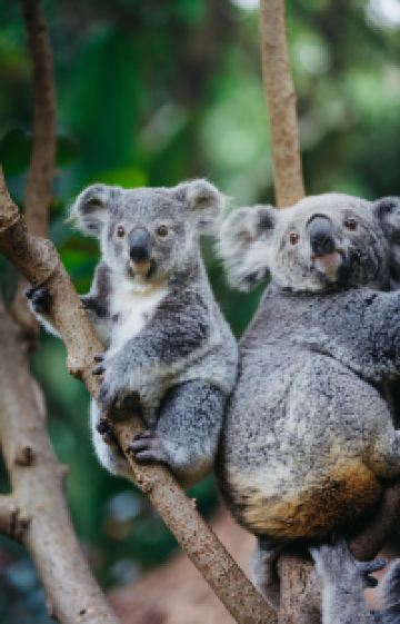 广州+珠海+长隆野生动物世界+珠海长隆海洋王国5日4晚跟团游图片