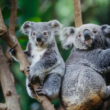 广州+珠海+长隆野生动物世界+珠海长隆海洋王国5日4晚跟团游