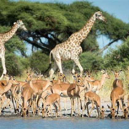 博茨瓦纳马翁+奥卡万戈三角洲野生动物区+乔贝国家公园6日5晚私家团