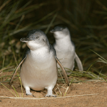 澳大利亚墨尔本+悉尼7日跟团游