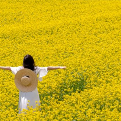 昆明+抚仙湖+建水+元阳+弥勒+罗平7日6晚拼小团