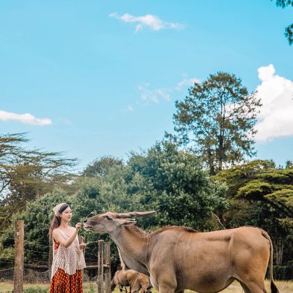肯尼亚内罗毕+安博塞利+马赛马拉国家公园+奈瓦沙+纳库鲁9日7晚私家团