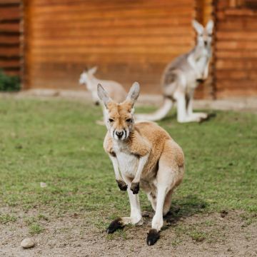澳大利亚黄金海岸+布里斯班3日2晚自由行