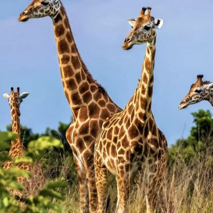 肯尼亚+坦桑尼亚12日11晚跟团游