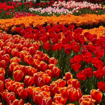 德国+荷兰9日7晚私家团