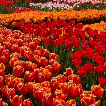 德国+荷兰8日7晚私家团