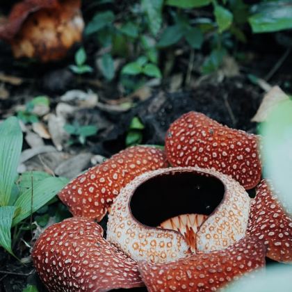 葡萄牙里斯本+塞图巴尔+卡斯凯斯5日4晚拼小团