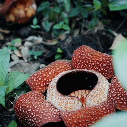 葡萄牙里斯本+塞图巴尔+卡斯凯斯5日4晚拼小团