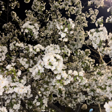 江西庐山3日2晚拼小团