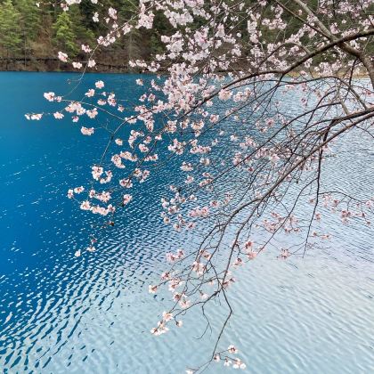 成都+九寨沟+黄龙风景名胜区+峨眉山+乐山大佛6日5晚跟团游