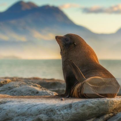 新西兰南岛+库克山+基督城+皇后镇+特卡波湖+瓦纳卡+达尼丁+奥玛鲁9日私家团
