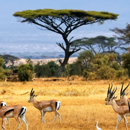 肯尼亚+坦桑尼亚+埃塞俄比亚+博茨瓦纳+津巴布韦+赞比亚+纳米比亚24日21晚跟团游