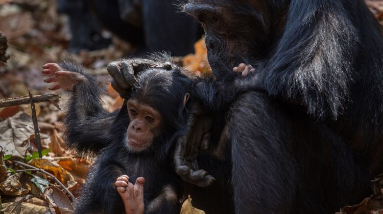 8-Day Uganda to Rwanda Tour from Kampala to Kigali·Gorilla & Chimpanzee Treks, Safari Drives & Permits Included