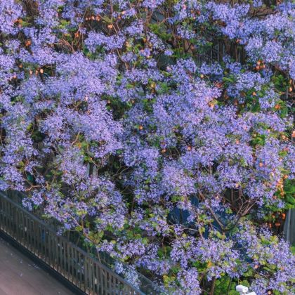 云南昆明+建水+抚仙湖+弥勒+普者黑景区6日5晚私家团